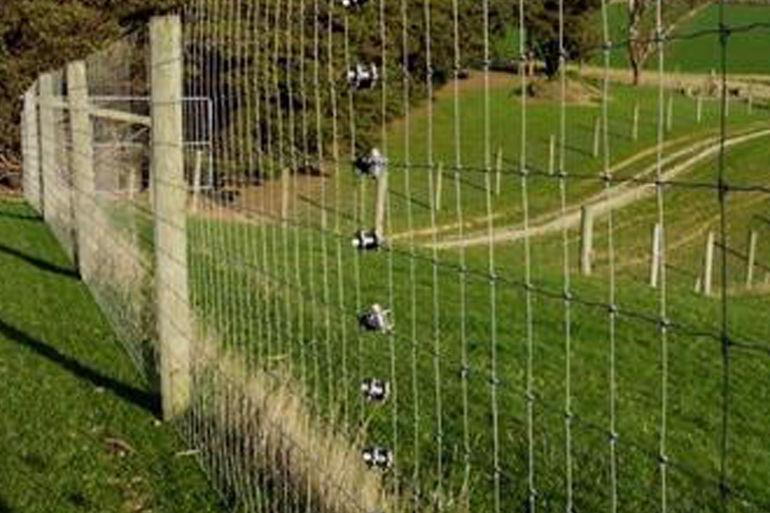 Deer fencing